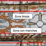 Limpieza flor